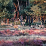 Herten op de Veluwe website