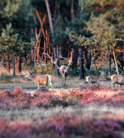 Herten op de Veluwe website