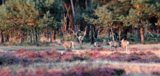 Herten op de Veluwe website