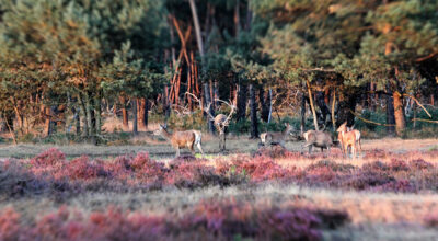 Herten op de Veluwe website