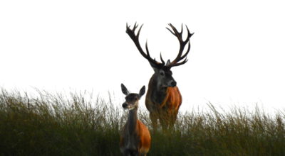 Wildfietstocht Otterlo