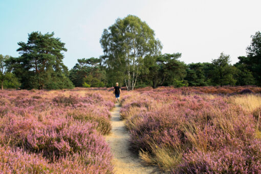 Truida wandelend heide